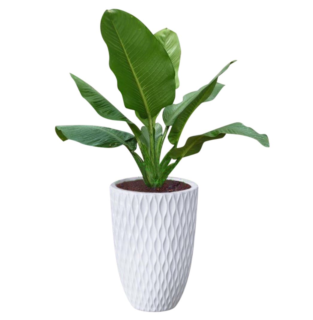 Cây Đại Phú Gia